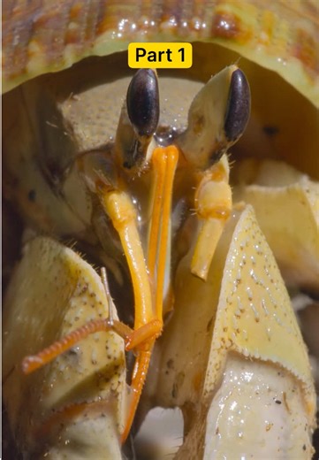 Shell Sweet Shell 🐚 Don't miss a moment—watch #ARealBugsLife, now streaming on @Disney .