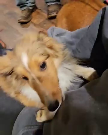 There ya go! 24 hours here with us, and the difference in Savvie is very apparent. 🤷‍♀️💓🤷‍♀️ Baby Savvie and Bubbles | Lennoxs Legacy Rescue Inc