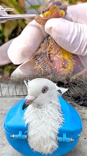 A small bird was suffering from a painful botfly larva under its skin.
