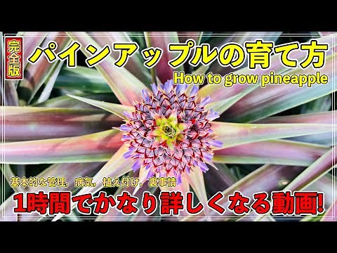 【完全版】栽培者が教えるパインアップルの育て方！基本的な性質や管理，病気と対策，植え付け方法や裏事情も！