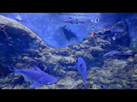 Freshwater Monster Fish Collection 🤯 | Oceanarium Wonders #monsterfish
