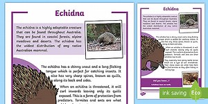 Echidna Fact Sheet