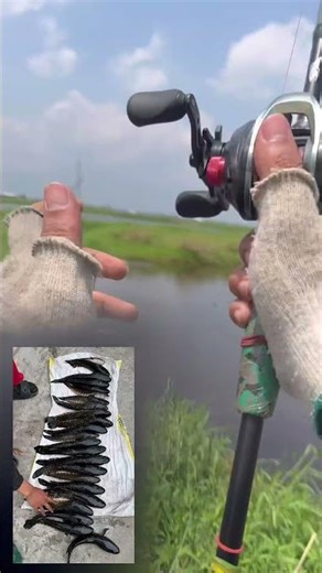 April month gi last oina porom faba trip #manipur #snakehead #fishing