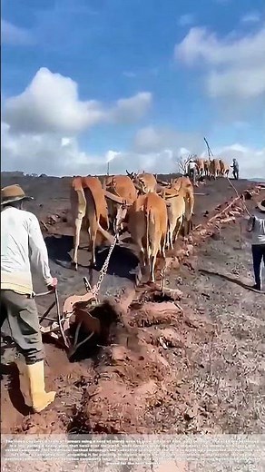 Harnessing Herds: How a Team of Oxen Plows Tough, Post-Burn Soil