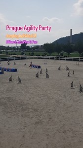 1.6K views · 38 reactions | Břízová Kateřina & French Kiss Anarchia running Jumping Individual M (judge Pau Serrano Ciratusa) at Prague Agility Party with speed 5.45 m/s  #dog #dogs #dogagility #agilitydog #dogtraining #sportdog #dogsport #agilityworld #agilitycompetition #agilitytraining #sporthund #agilitydogs #hundsport #dogagilitycompetition #dogagilitytraining | Agility Dogs World | Facebook