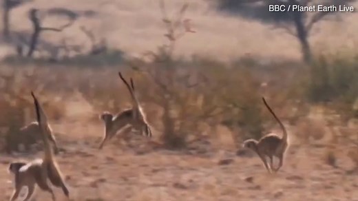 Meerkat mob seen doing 'war dance' to protect territory