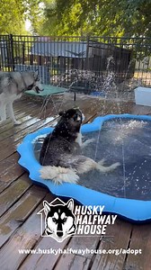 1M views · 32K reactions |  These pups are SO over the...