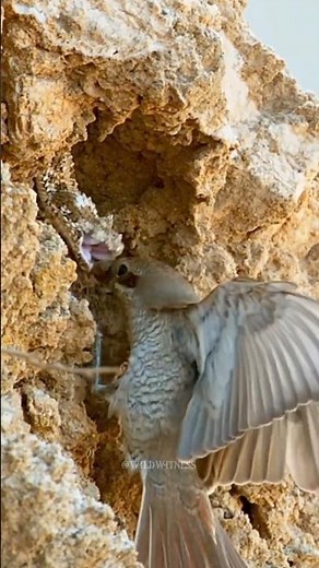 Spider-tail horned viper stealthily hunts its bird prey in a thrilling wildlife spectacle