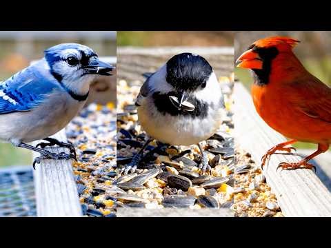 Backyard Bird Feeder Compilation 🐦 Close Up Seed Eating
