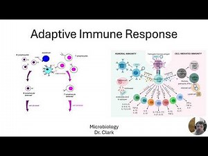 Microbiology Adaptive Immune System