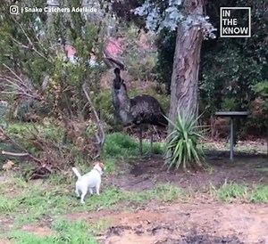 197K views · 714 reactions | This emu and dog are the perfect playmates! | Yahoo Australia | Facebook