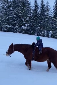 40K views · 1.9K reactions | This two-year-old girl riding a horse with her cat is all your hearts need in these cold, winter days ❤️ | MetDaan Animals | Facebook