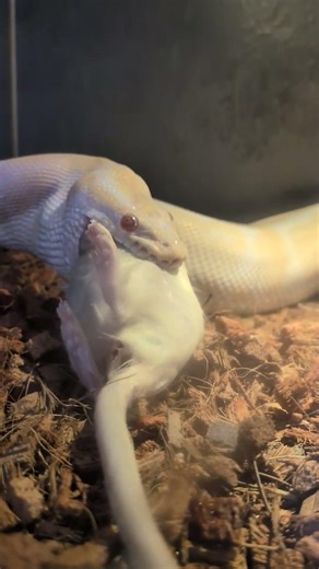 ball python eating #snake