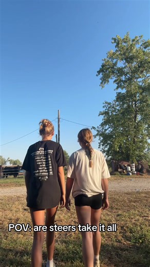 Understanding Steers in Cattle Shows: A Fun Take