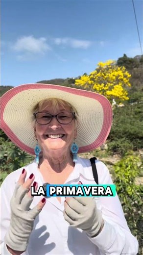Pretty Yellow Tree in Mexico