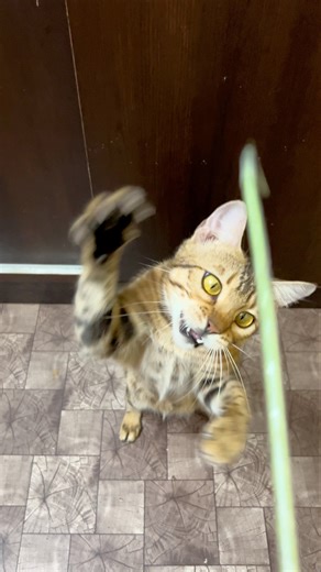 Bengal cat playing 💕 | Cat meowing | Cat sound | Cat voice | Meowing kittens | Cats for life #cat