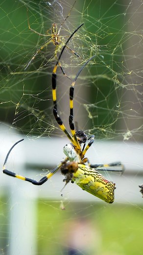 Joro Spider making web jsmw8dh #nature #wildlife #insect | Primi Studios