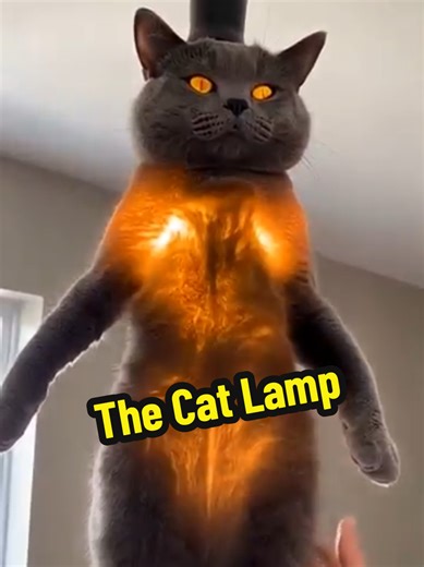 The Cat Lamp #usa #fyp #ai #sora #cat