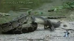 Python eats Alligator 02, Time Lapse Speed x6.mp4