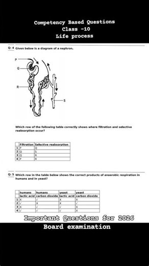 05/13 Competency Based Questions, life process class 10 #youtubeshorts #learning #exam #shortsfeed