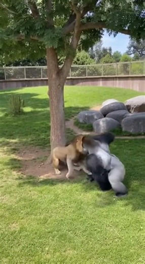 Gorilla Drops From Tree - Punches Lion - Saves Baby! 🦍 #gorilla #lion #monkey #jungle