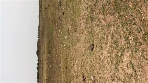 250 acres riverside farmland for sale. This land is at Forifori Afram Plains. Ghana. Price: Gh4,000 cedis per acre. Call: 233-59-370-3724 #farmlife #farmer #ghana #farmlife #ranching #rancho #farm #fishfarmer | Naxtics Ranch.