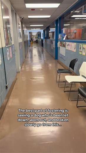 I haven’t shared many updates on Zara because, honestly, she’s probably been the hardest dog I’ve ever fostered. She was found as a stray on the South Side of Chicago, recently had a litter, and had clearly been neglected. When I picked her up, she was emaciated and had a happy tail—which eventually required a tail amputation. On top of that, she suffered from skin allergies that caused constant irritation, and a double ear infection from years of lack of care. Zara was also my first foster who 