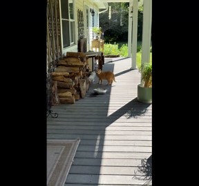 Polydactyl stray cat delivers mouse to family as reward for shelter