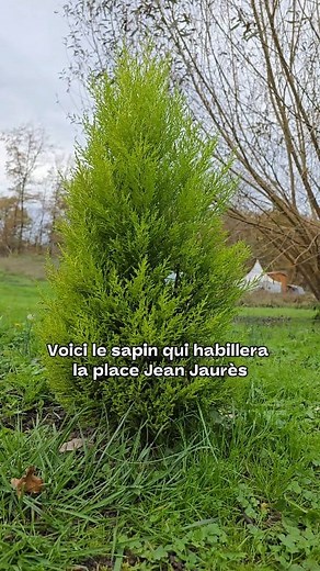239K views · 1.3K reactions | Cette année, le grand sapin nous vient de Saint-Antoine-du-Rocher  Un grand merci aux donateurs  Rendez-vous samedi 29 novembre, à partir de 19h30, pour son illumination pendant la grande soirée des festivités ✨ Toute la programmation est à retrouver ici : https://www.tours.fr/actualites/festivites-de-fin-dannee/ | Ville de Tours | Facebook