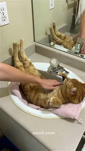 Roky enjoys it in the sink #funnyshorts #funnyvideo #funnycats #funnyanimals