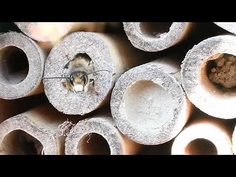 Attracting Mason Bees to Your Yard