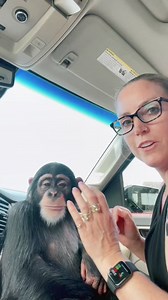 The Smart chimp. #BOOMchallenge #OMG #monkey #chimp | Jame VDO