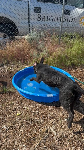 Say hello to a few of our new friends! We have welcomed 15 cats and 2 dogs from the Madras shelter, all eagerly awaiting forever homes! How you can help: 💛Donate towards their care: https://checkout.square.site/merchant/64WJ93N6EXGRZ/checkout/74GWHQW56UD7AN3MNRDB6NT4 💛 Purchase needed supplies: https://brightsideanimals.org/wish-list/ 💛GET INVOLVED: https://brightsideanimals.org/join-us/be-a-foster-parent/ https://brightsideanimals.org/join-us/volunteer/ 💛 Visit us soon and meet our new arri