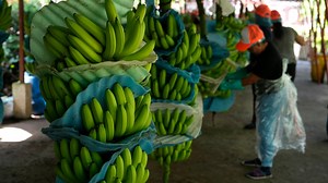 Cartels use banana exports to ship cocaine, fueling skyrocketing crime in Ecuador