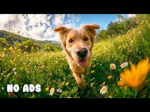12 Hours Happy Dog Music 🐕🎶 | Relaxing Sounds for Puppies Playing & Stress Relief