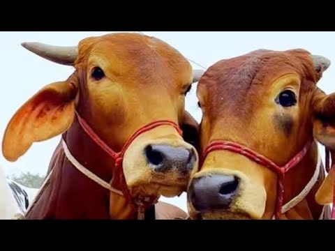 Cow unloading, cow videos, big cow video, biggest cow video, Bangladeshi cow video, EP-93