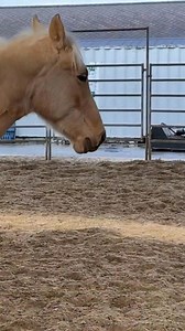 4.1K views · 20 reactions | Discover the fascinating dynamics of horses and their reliance on herd behavior. We explore how horses find comfort in their companions and what terms like herd bound and buddy sour mean. Join us as we delve into the world of these remarkable animals! #Horses #EquineBehavior #AnimalPsychology #HerdMentality #HorseLovers #HorseCare #EquestrianLife #AnimalBehavior #HorseTraining #HorsesOfYouTube | Ed's Walking Horses | Facebook