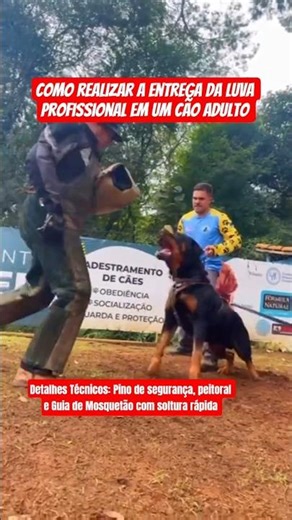 ENTREGA DA LUVA (CÃO ADULTO) #dog #pet #shorts #youtube #youtubeshorts #shortsvideo #viral