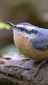 Chasing Down the Red-breasted Nuthatch!!