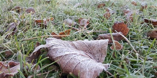 EXPLAINER: How to save your plants from frost