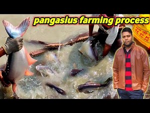 pangas fish farming business in india | big pangasius catfish farming and culture process #fishinfo
