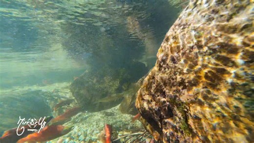 Underwater video footage of Idaho Kokanee Spawning near Aquarius Campground along the North Fork of the Clearwater River - Headquarters, Idaho. | Brett Hogaboam