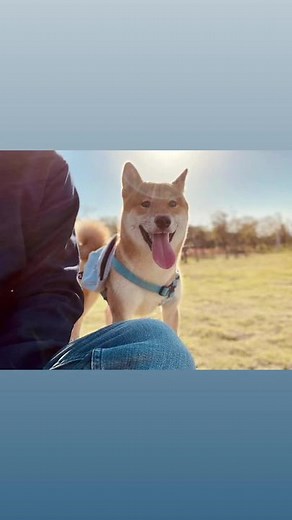 好久沒有帶牠出去溜達了都忘記這個事什麼時候拍的