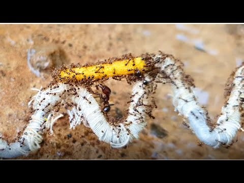 Ants transport food across difficult bridges