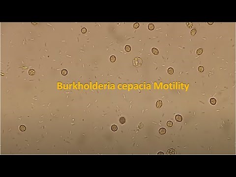 Burkholderia cepacia Motility
