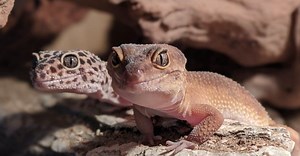 Leopard Gecko Names: The Complete List