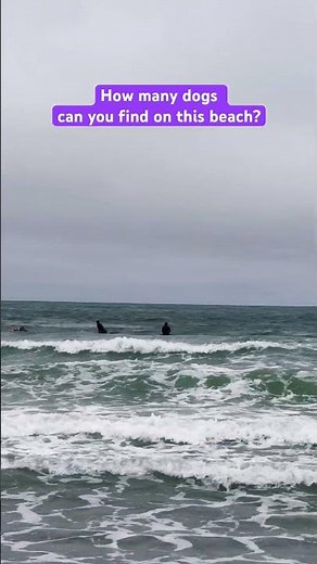 World Dog Surfing Championship 2025. How many dogs you can find here?