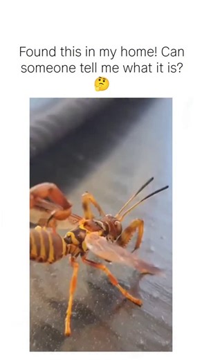 whatmemes on Instagram: "The video depicts a male scorpionfly (order Mecoptera), a harmless insect whose curled "tail" is actually claspers for mating, not a stinger; it feeds on dead insects and nectar, posing no threat to humans. Posted on December 17, 2025, the content went viral with 2.2 million views and 8,000+ likes, fueled by over 7,000 replies joking about it as an "eviction notice," "AI scorpion crab," or escaped lab experiment. @RealKhalilU 's playful "what is it?" prompt exemplifies h