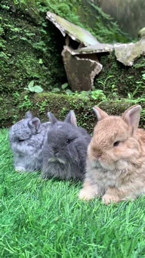Cutest Baby Bunnies Ever! 🐰❤️ Too Adorable to Handle! #bunny #cute #pets
