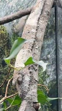 Meet my New Pet Geckos! Uroplatus are back!